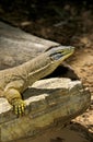 Gould Monitor, varanus gouldi, Adult standing on Rock, Australia Royalty Free Stock Photo