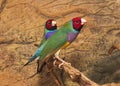 Gould`s finch or the rainbow finch Erythrura gouldiae Royalty Free Stock Photo