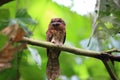 Gould`s frogmouth Royalty Free Stock Photo