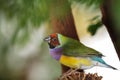 Gouldian Finch Royalty Free Stock Photo