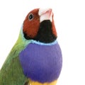 Gouldian Finch