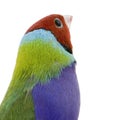 Gouldian Finch