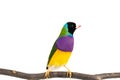 Gouldian finch Bird
