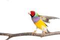 Gouldian finch Bird Royalty Free Stock Photo