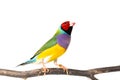 Gouldian finch Bird