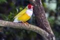 Gouldian finch ,Chloebia gouldiae Royalty Free Stock Photo