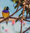 Gouldian finch,Chloebia gouldiae Royalty Free Stock Photo