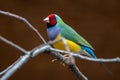 Gouldian Finch - Chloebia gouldiae, beautiful colorful small passerine bird Royalty Free Stock Photo