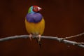 Gouldian finch, Chloebia gouldiae, rainbow bird from north of Australia Royalty Free Stock Photo