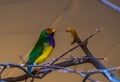 Gouldian finch in closeup, colorful tropical bird specie from Australia Royalty Free Stock Photo
