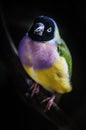 Gouldian Finch colorful bird Royalty Free Stock Photo