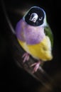 Gouldian Finch colorful bird Royalty Free Stock Photo