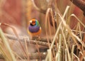Gouldian Finch colorful bird on tree Royalty Free Stock Photo