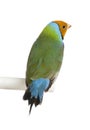 Gouldian Finch - Erythrura gouldiae Royalty Free Stock Photo