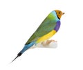 Gouldian Finch - Erythrura gouldiae Royalty Free Stock Photo