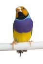 Gouldian Finch - Erythrura gouldiae Royalty Free Stock Photo