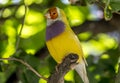 Gouldian finch,Erythrura gouldiae Royalty Free Stock Photo