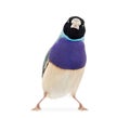 Gouldian Finch, Erythrura gouldiae Royalty Free Stock Photo