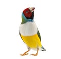 Gouldian Finch, Erythrura gouldiae