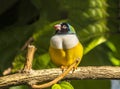 Gouldian finch,Erythrura gouldiae Royalty Free Stock Photo