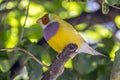 Gouldian finch,Erythrura gouldiae Royalty Free Stock Photo