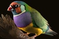 Beautiful Gouldian Finch Close Up. Colorful and Vibrant Animal.