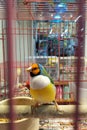 Gouldian Finch or Zebra finch colorful bird stick on the branches Royalty Free Stock Photo