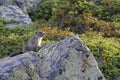 Grounghog Marmotta marmotta on the slopes with flower Royalty Free Stock Photo