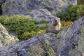 Grounghog Marmotta marmotta overlooking Royalty Free Stock Photo