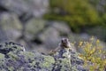 Grounghog Marmotta marmotta in French Alps Royalty Free Stock Photo