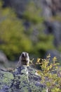 Shout of the grounghog Marmotta marmotta Royalty Free Stock Photo