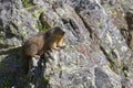 A gounghog on the rocks of Chamrousse Royalty Free Stock Photo