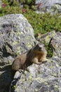 A gounghog looks at the camera on the rocks of Chamrousse Royalty Free Stock Photo