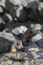 Two Grounghogs Marmotta marmotta on the rocks Royalty Free Stock Photo