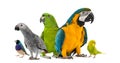 Goup of parrots Royalty Free Stock Photo