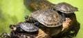 Goup of yellow-spotted Amazon river turtles Podocnemis unifilis Royalty Free Stock Photo
