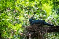 Goura victoria or Victoria crowned pigeon incubate on nest Royalty Free Stock Photo
