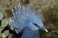 Goura Victoria, goura victoria, Portrait of Adult