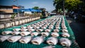 Gourami cut off the head, remove the insides and dry in the sun is an ancient food preservation method of Thai