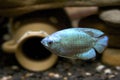 Gourami Fish Royalty Free Stock Photo