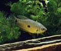 Gourami Fish, trichogaster trichopterus Royalty Free Stock Photo