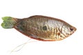 Gouramis fish,Three spot gouram fish,Freswater fish