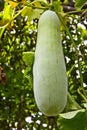 Gourd Royalty Free Stock Photo