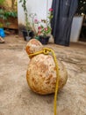 Gourd , ancient beautiful artifact Royalty Free Stock Photo