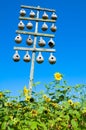 Gourd birdhouses and sunflowers