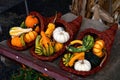 Gourd Cornucopias Royalty Free Stock Photo