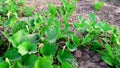 Gourd creeper plants