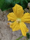 Gourd flowers ,pumpkin flowers, yellow flowers