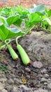 Gourd fruits creeper plants