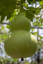 Vegetable plot calabash plant zucchini Royalty Free Stock Photo